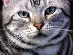 �����w�����q�̎��Ƃ̔L�@�l�Ȃ������ĉ����炵���ł�